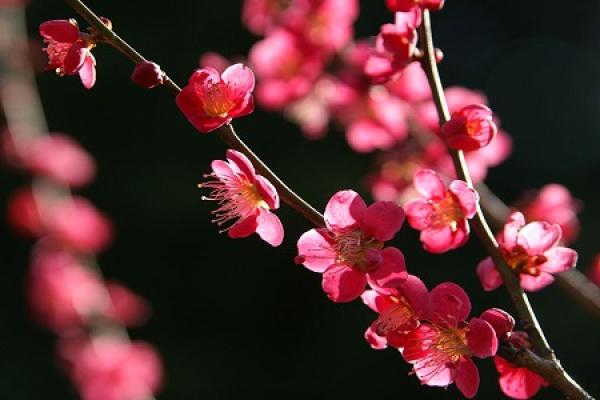 The difference between plum blossom and peach blossom - The Plant Aide