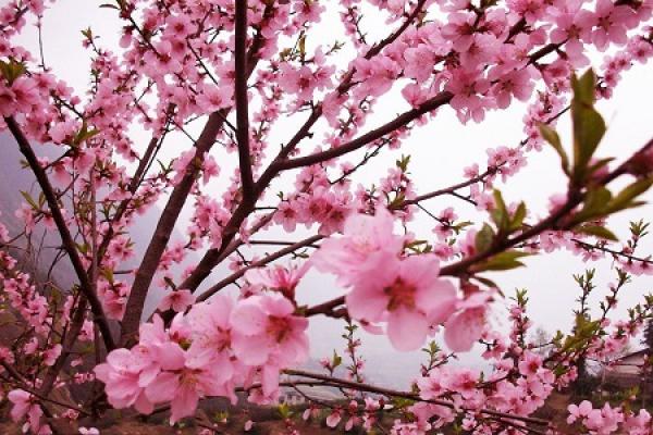 Beautiful peach blossoms.