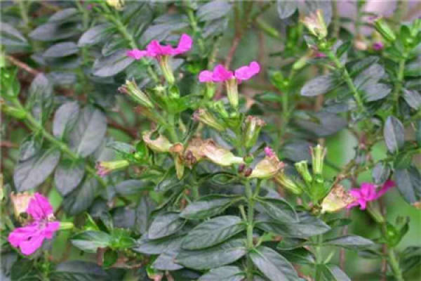 Narrow leaf cigar flower