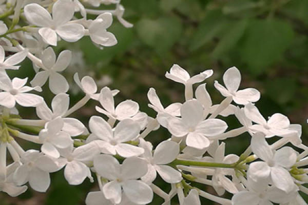 Beautiful cloves.