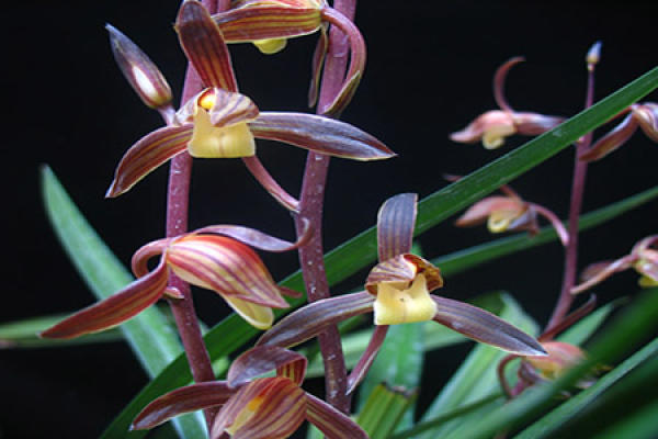 A beautiful orchid.