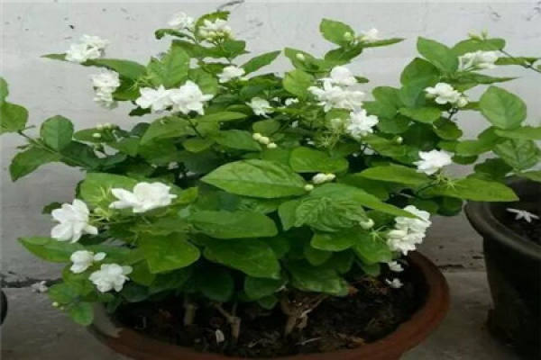 Beautiful jasmine flower