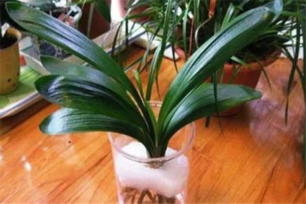 Hydroponic clivia