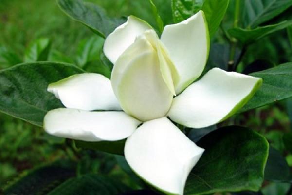 Gardenia
