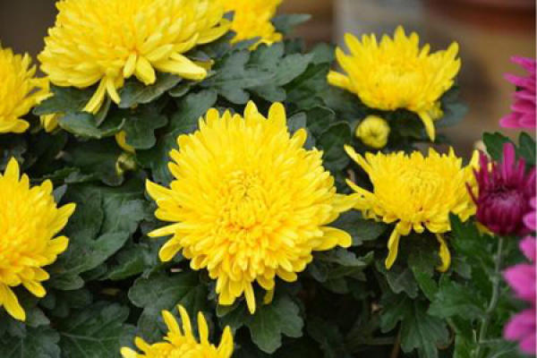 Beautiful chrysanthemums.