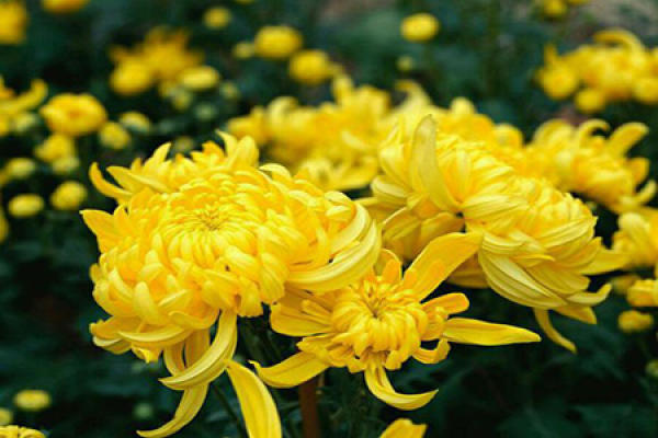 Beautiful chrysanthemums.