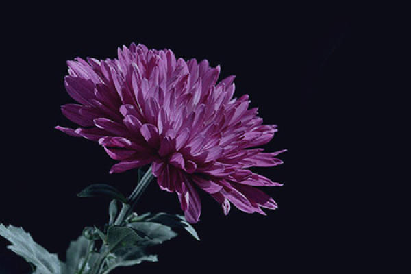 chrysanthemum