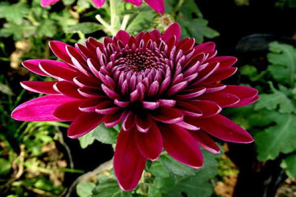 Beautiful chrysanthemums.