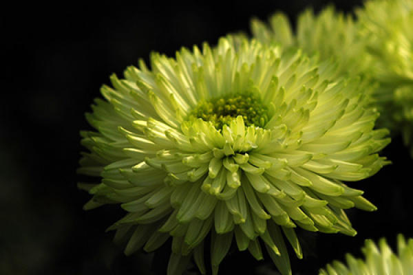 chrysanthemum