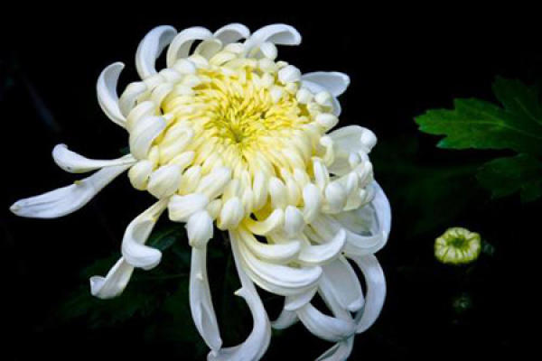 Beautiful chrysanthemums.