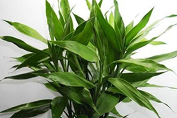 Beautiful Fugui bamboo