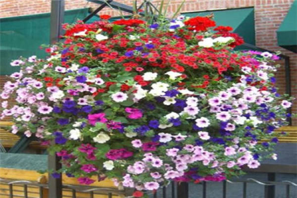 Beautiful Petunia.
