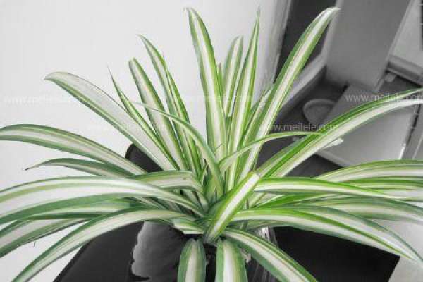 Beautiful Chlorophytum