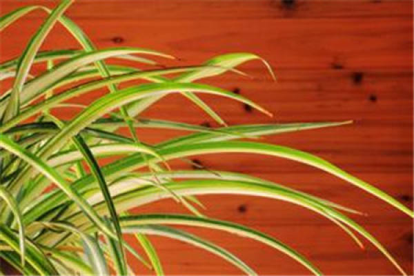 Beautiful Chlorophytum
