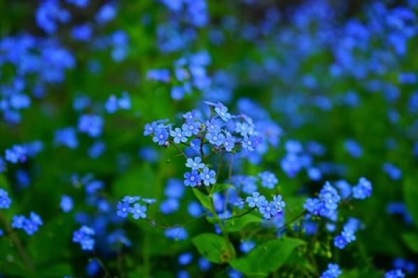 Forget-me-not