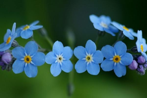 Forget-me-not