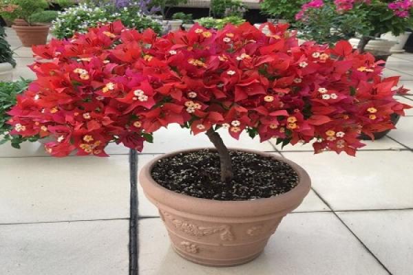 Bougainvillea