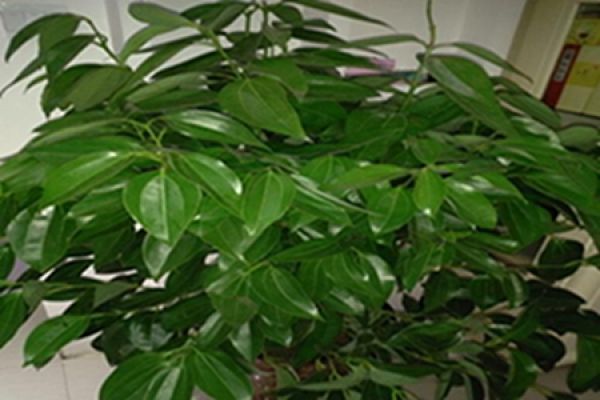 beautiful tree