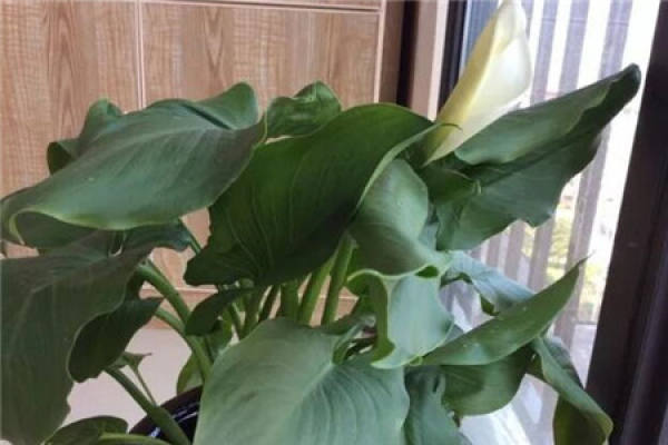 Lovely calla lilies.