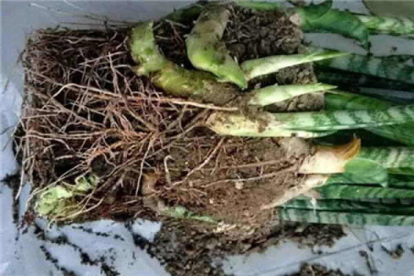 the root of snake plant