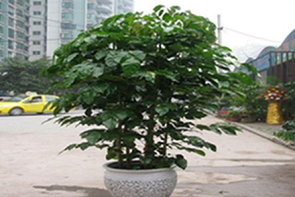 Beautiful Emerald Tree