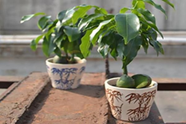 Beautiful Green Gold Ingot