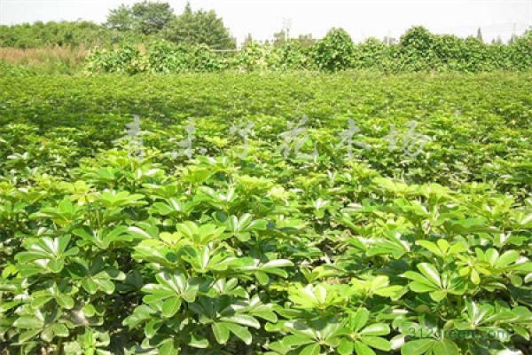 Vast tracts of schefflera