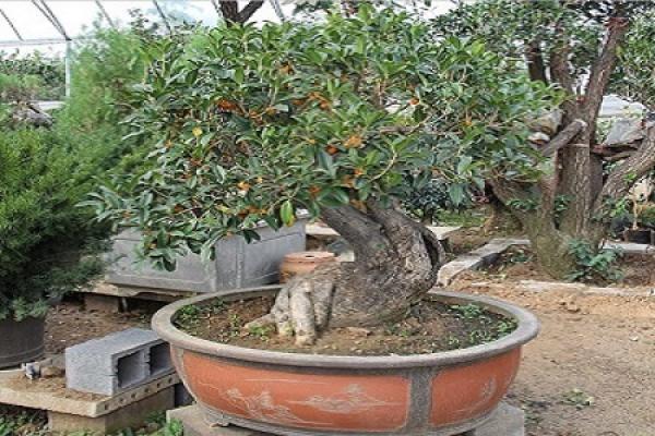 Lovely Osmanthus Tree