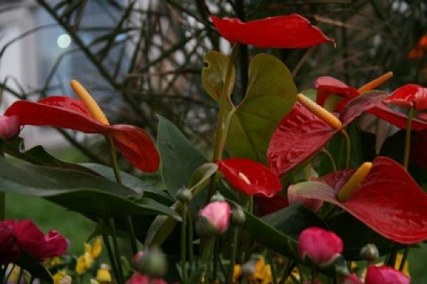 Anthurium