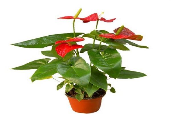Anthurium