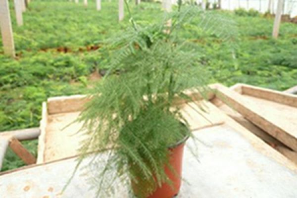 Asparagus