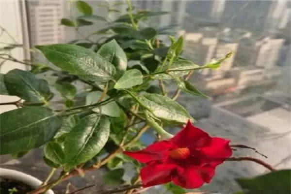 rose