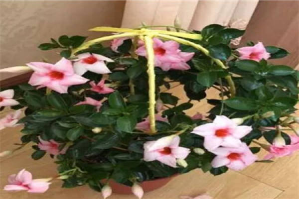 Beautiful fragrant vine