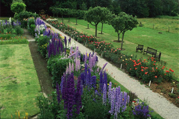 Beautiful Delphinium