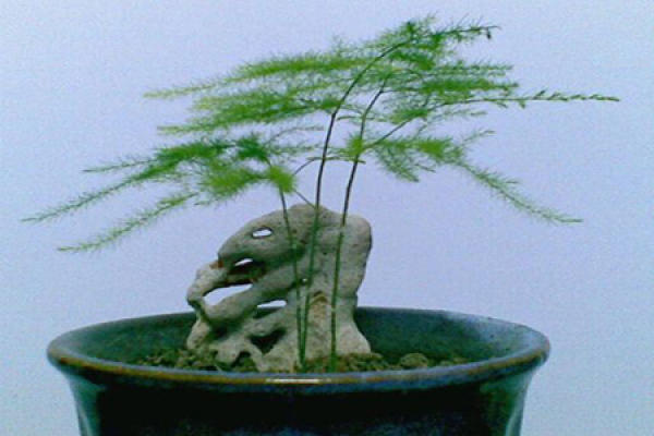 bamboo