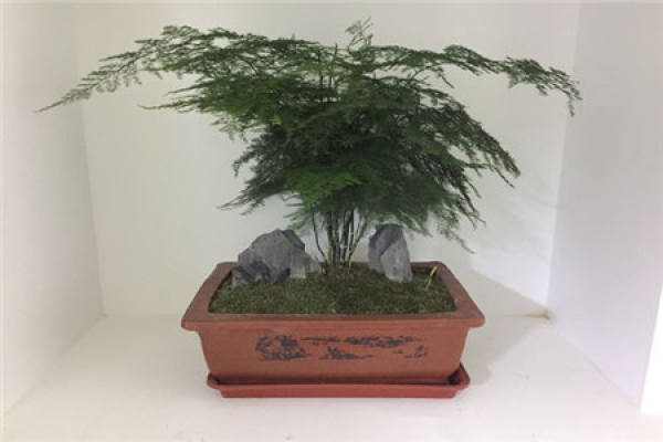 Beautiful asparagus fern