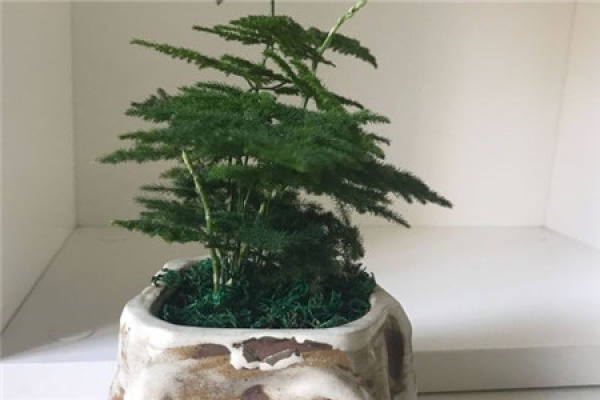 Beautiful asparagus fern