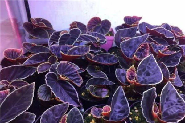 Begonia