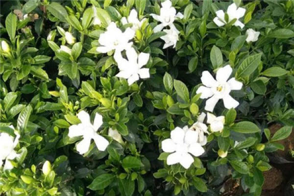 Lovely Gardenia