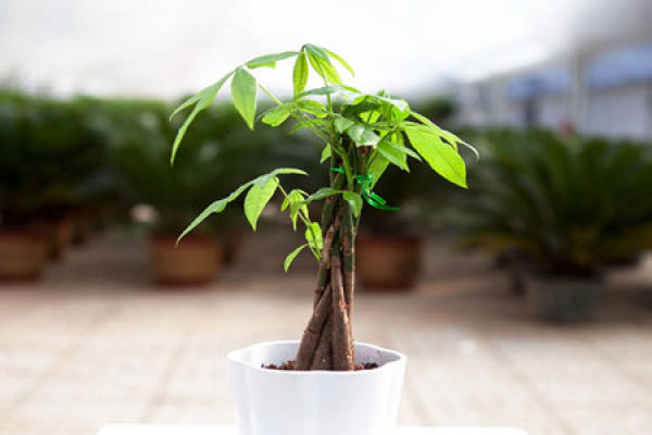 Beautiful fortune tree.
