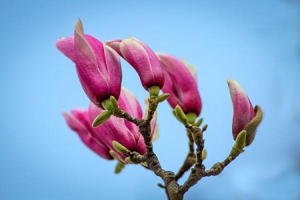 Magnolia