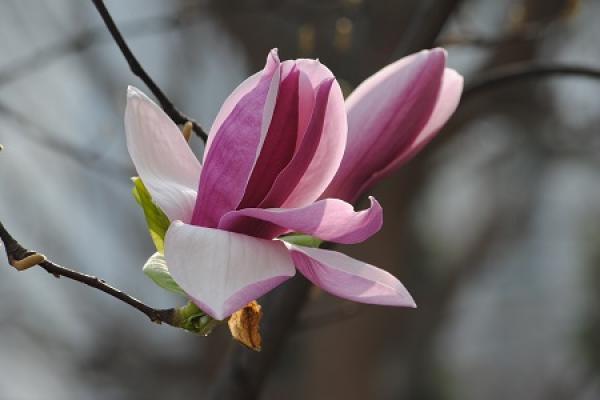 Magnolia