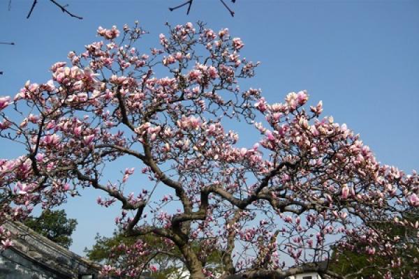 Beautiful Magnolia