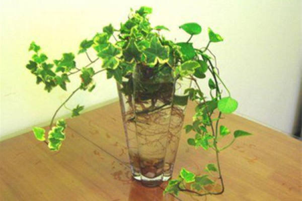 Beautiful ivy.