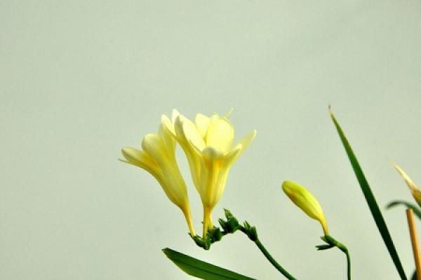 Beautiful Freesia.