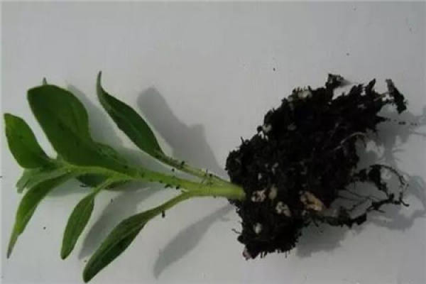 Rooted Petunia