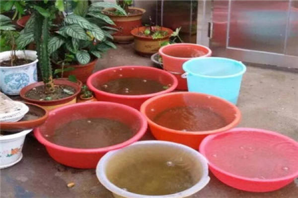 Rain Water
