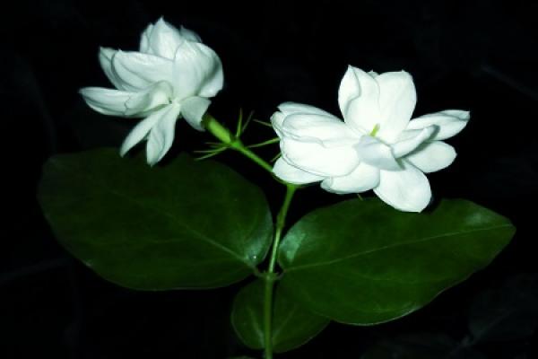 Jasmine