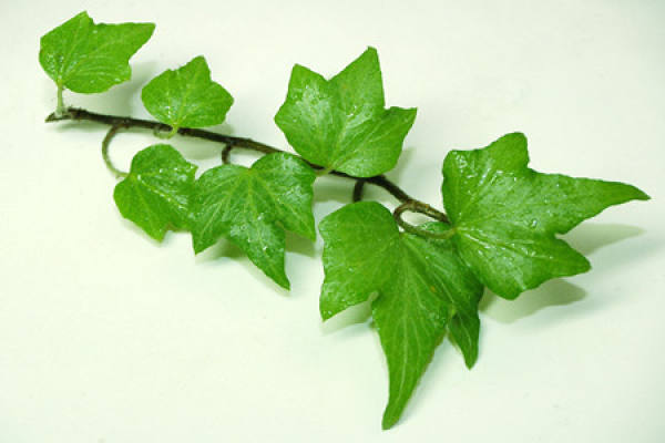 Ivy