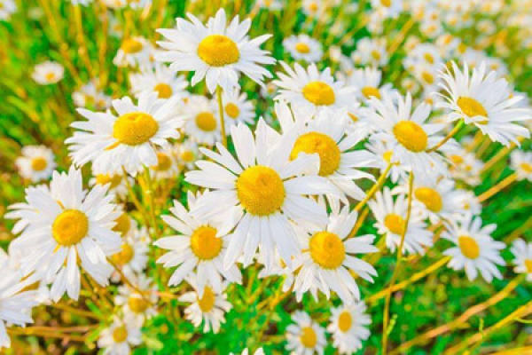Daisy Flower Field